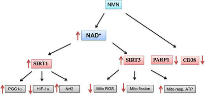 Purest NMN Nicotinamide Mononucleotid