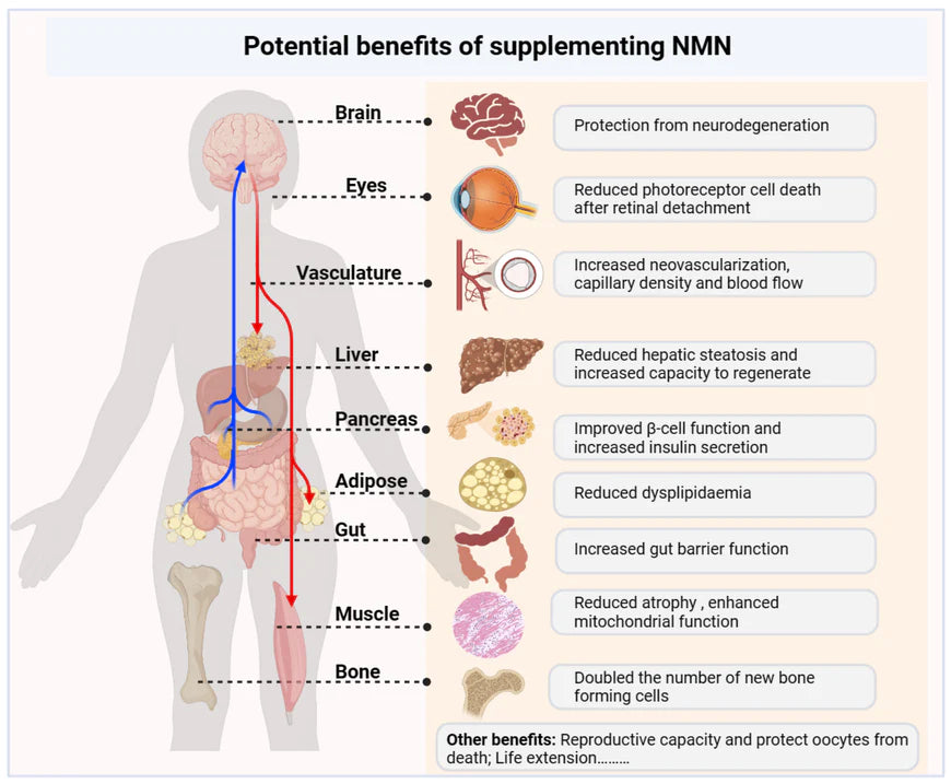 Purest NMN Nicotinamide Mononucleotid